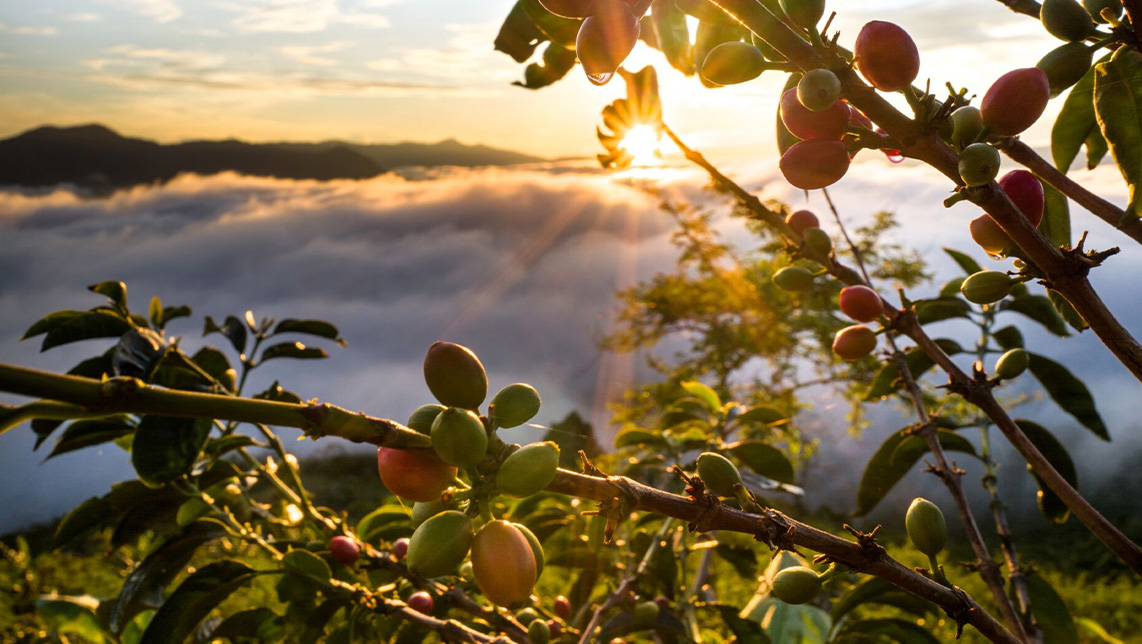 Imagen del artículo 5 beneficios de la agricultura regenerativa por los que el café de Nespresso cuida el planeta