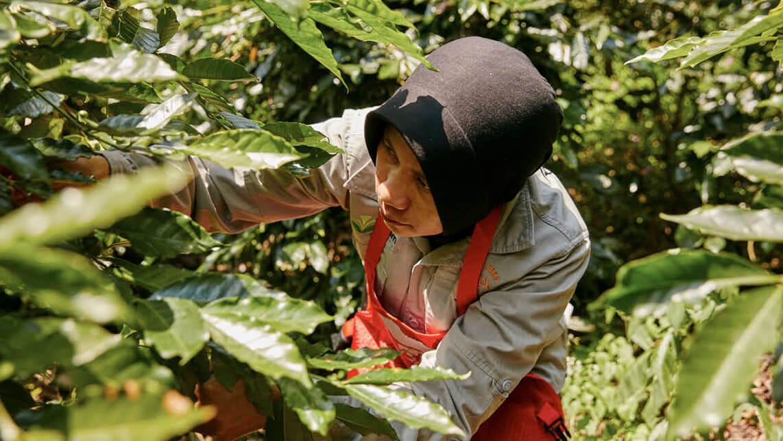 El poder del origen del café asiático