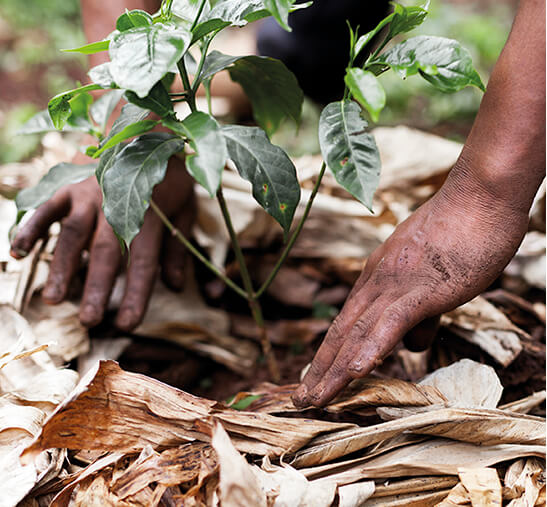 Hombre cuidando planta del café