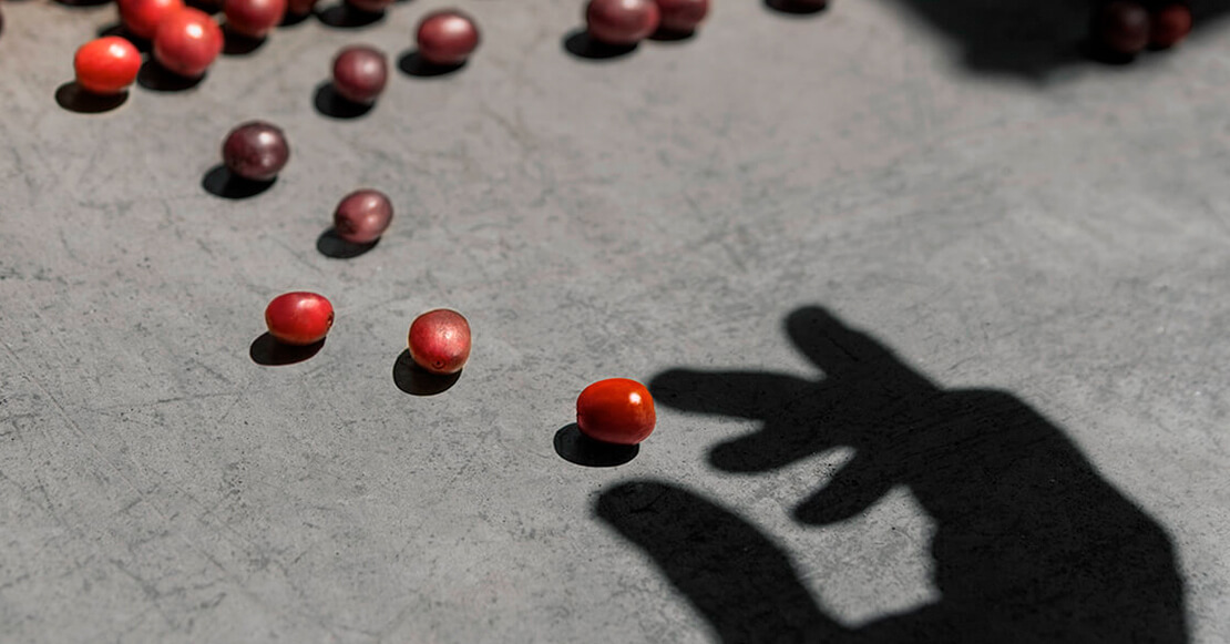 Granos de café Master Origins Nespresso y manos