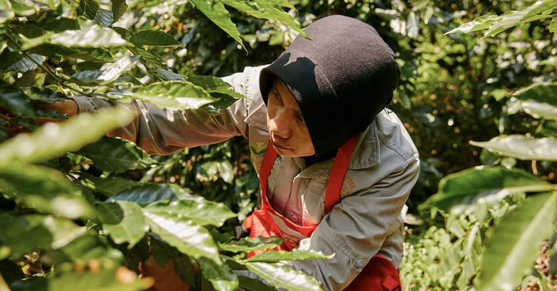 El poder del origen del café asiático
