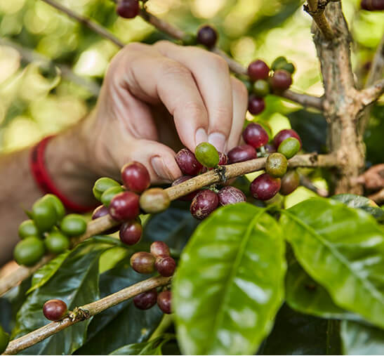Bayas de café