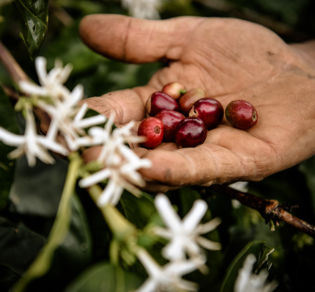 Bayas de café