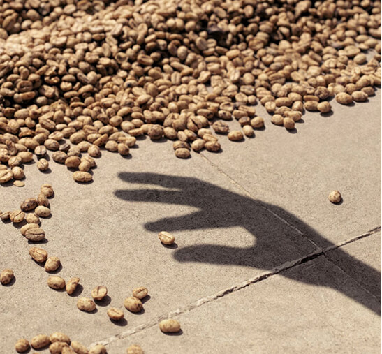 Granos de café arábica y sombra de una mano cogiendo grano