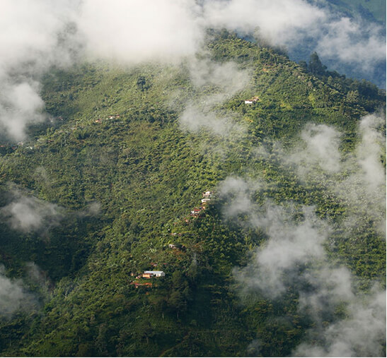 Extensión de terreno con plantación de café en gran altitud