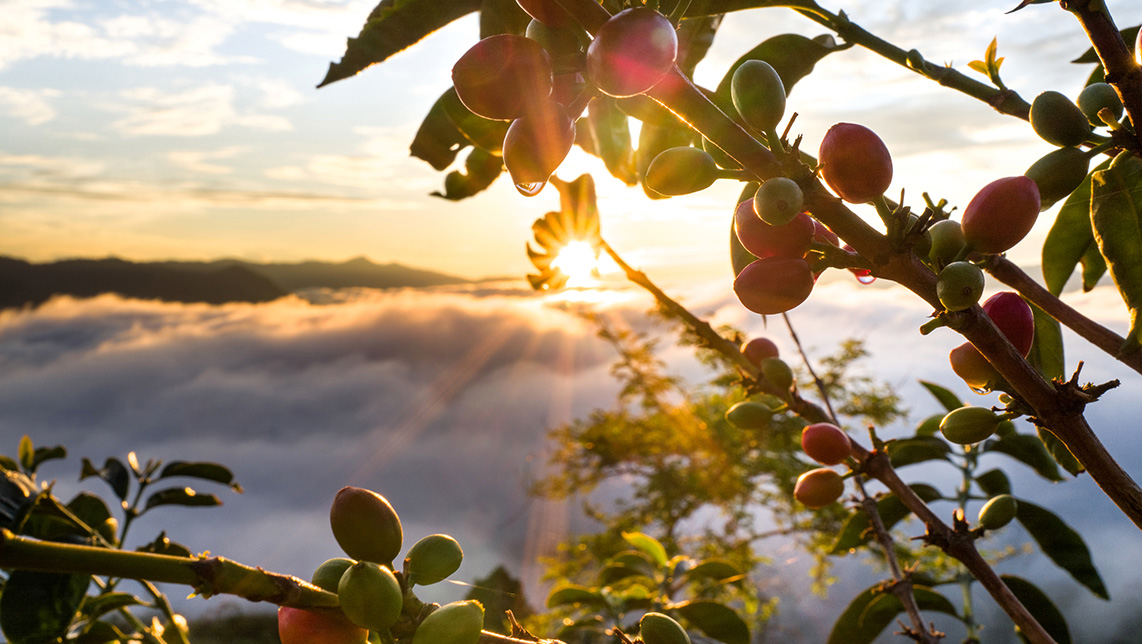 Nespresso y el origen de las cápsulas de café - BrandStocker