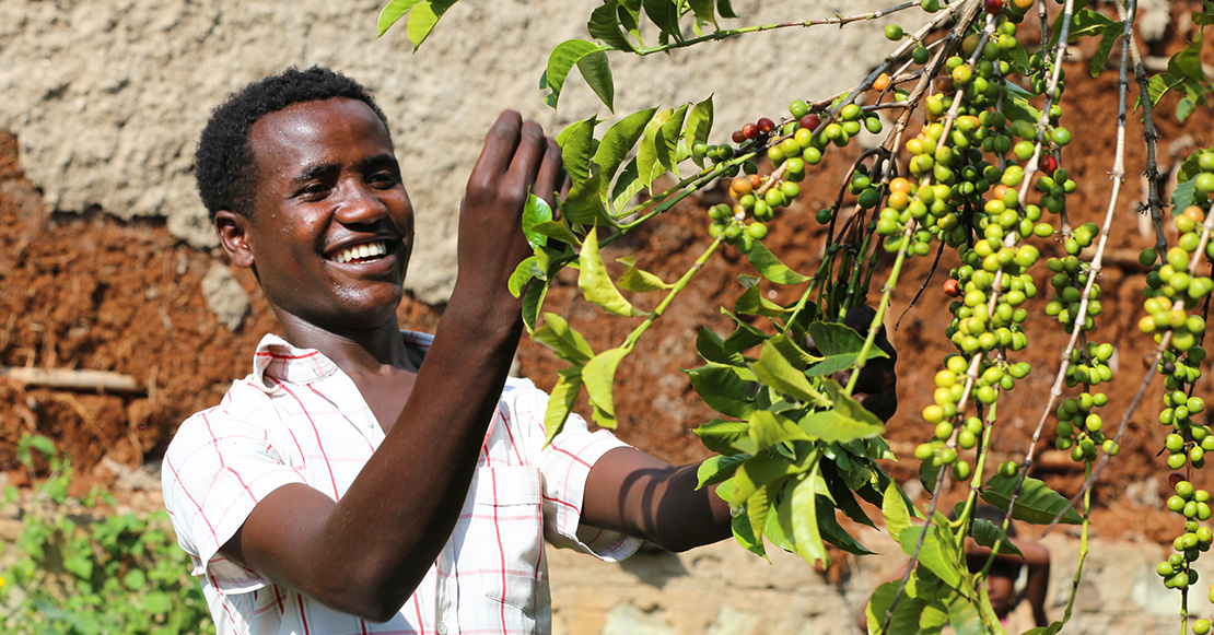 Cafetero recogiendo granos de café del cafetal