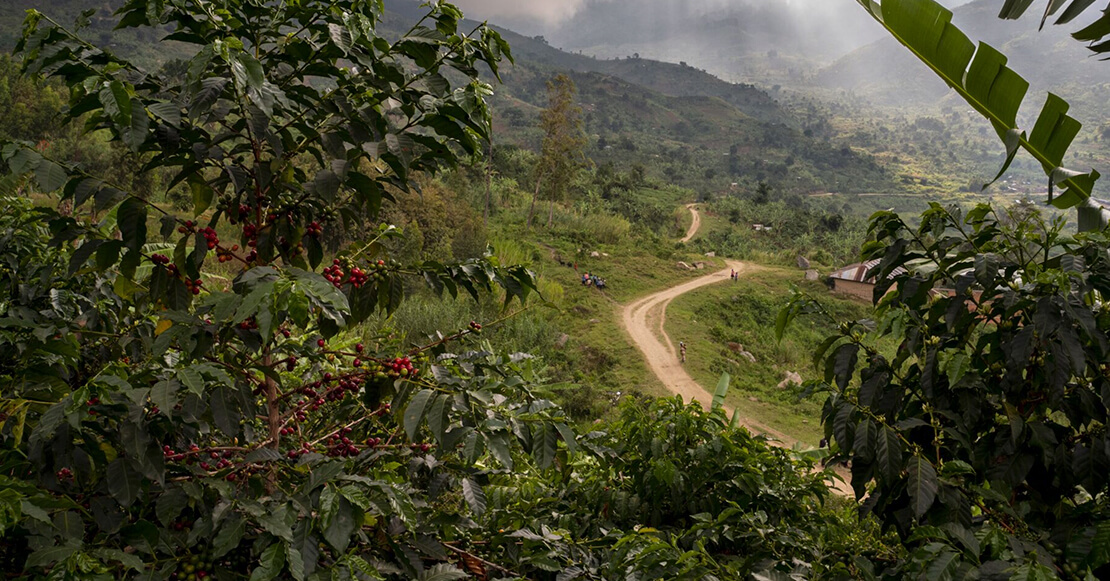 Granos que utilizamos para elaborar nuestras cápsulas de café