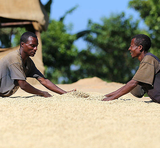 Granos de café secados al sol