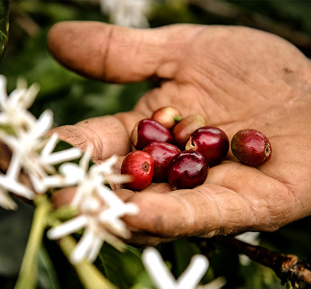 Bayas de café