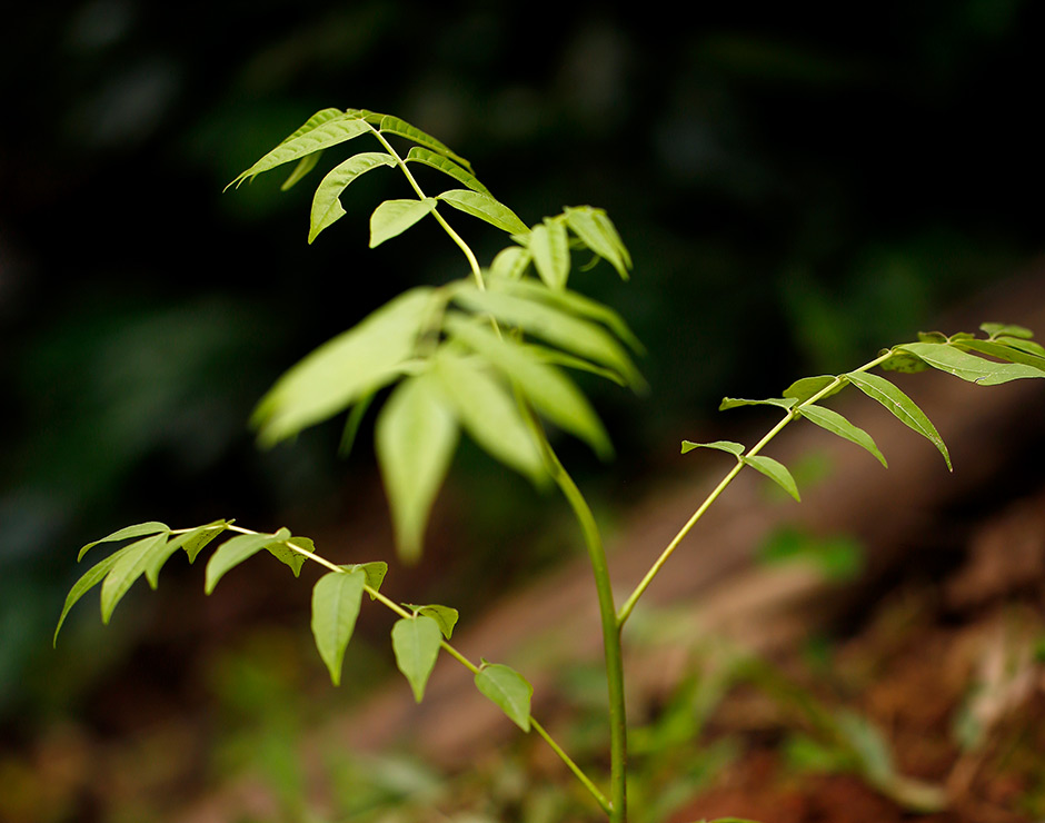 Pequeña planta de café en crecimiento