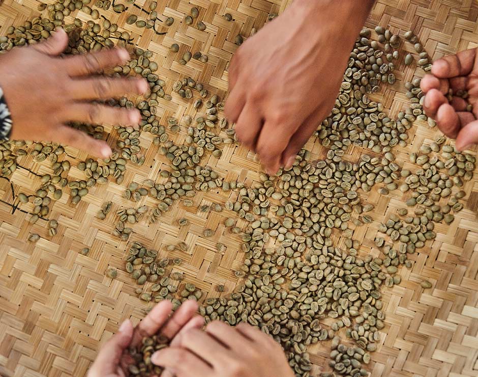 Manos de cafetaleros seleccionando granos de café