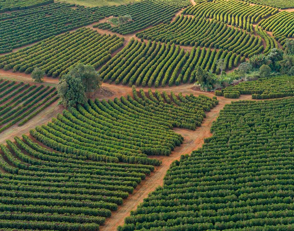Imagen aérea de una plantación de cafetales de agricultura regenerativa
