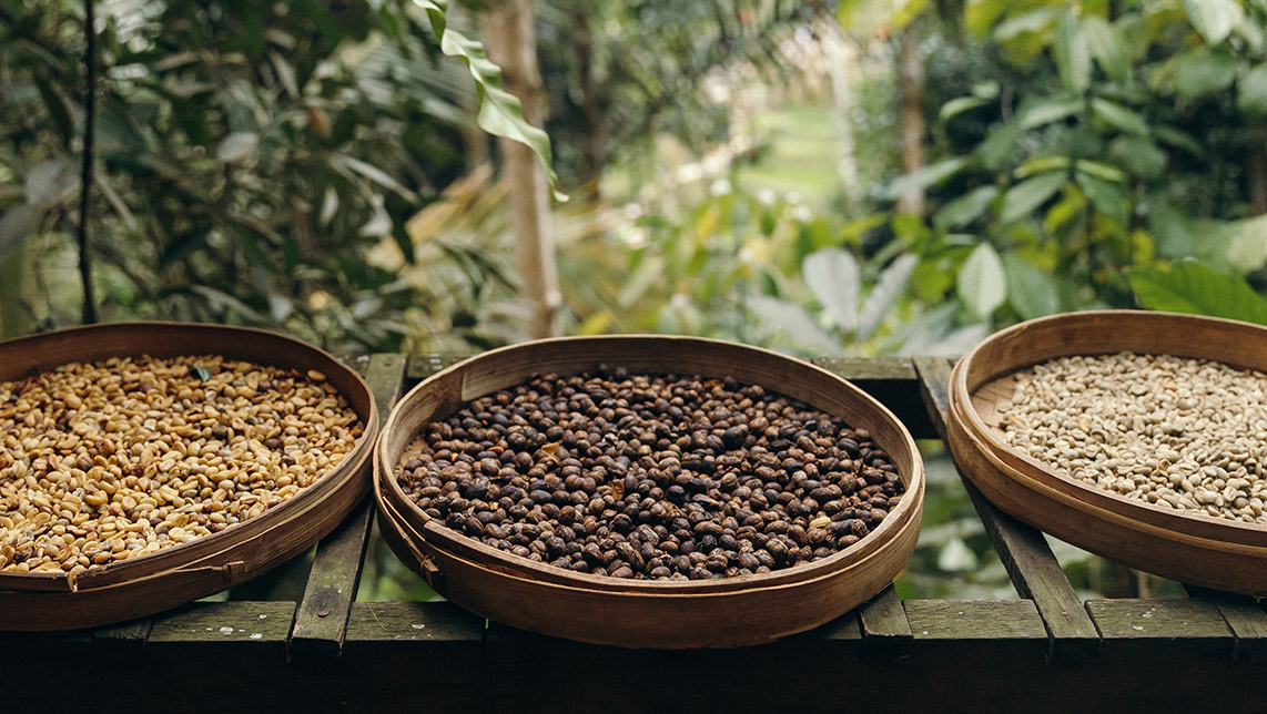 Imagen de granos de diferentes granos de café en zarandas