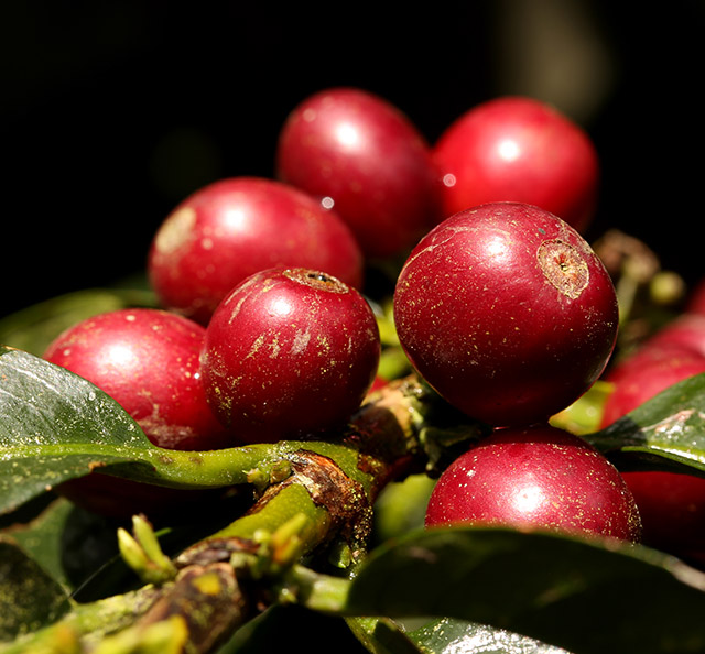 Imagen de granos de café rojo