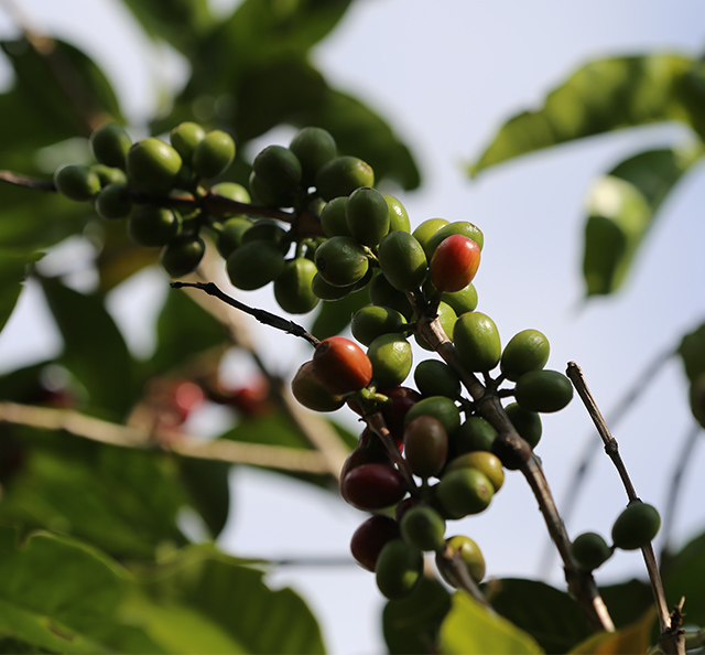 Imagen de granos de café en planta
