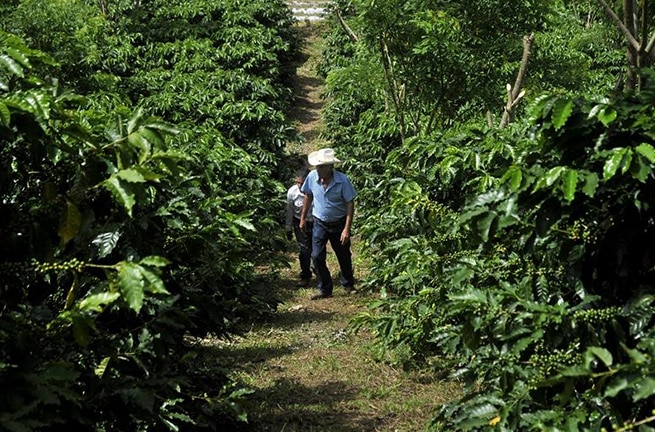 Farmers inspect coffee trees in Guatemala