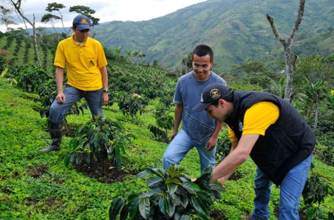 Workers at a coffee farm inspecting coffee trees