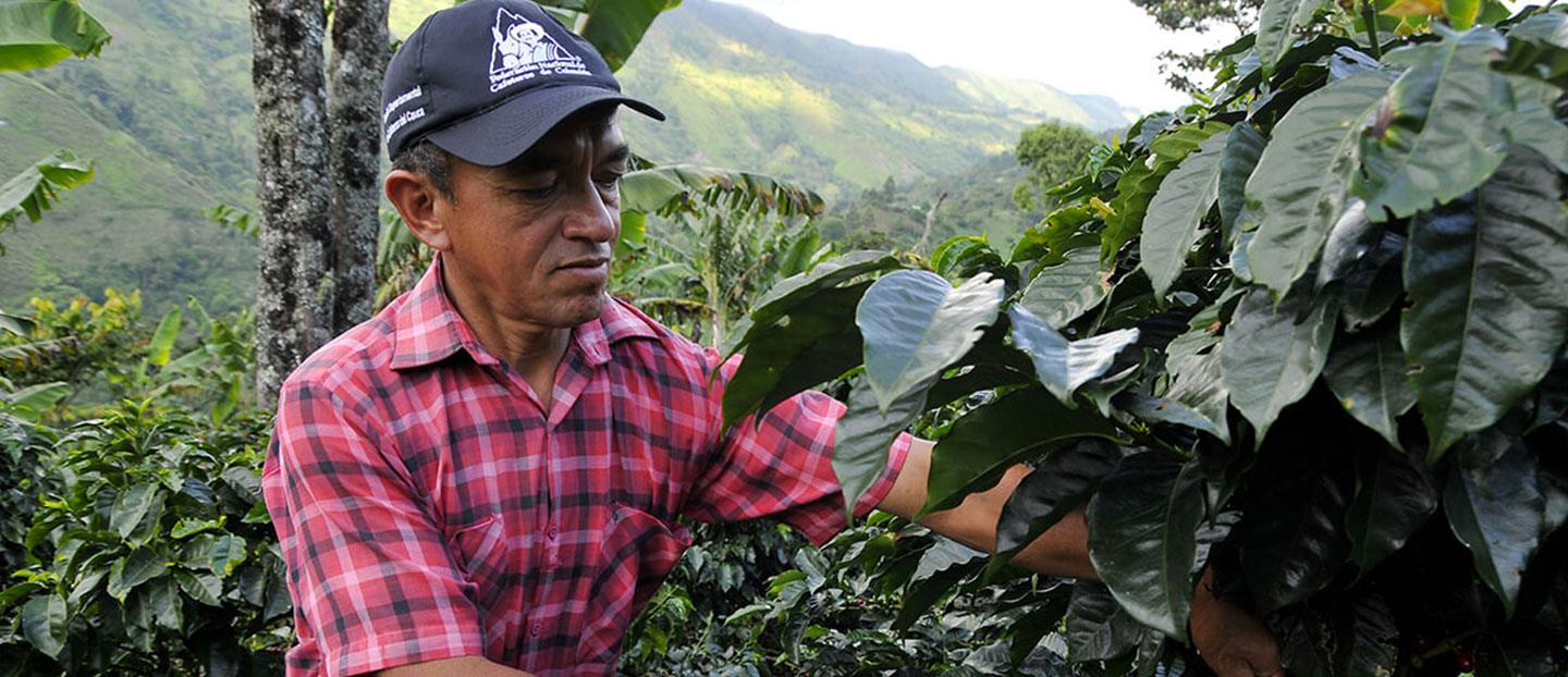 Source 100% Sustainably Grown Coffee