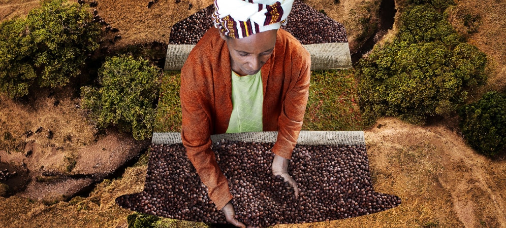Ethiopian coffee beans