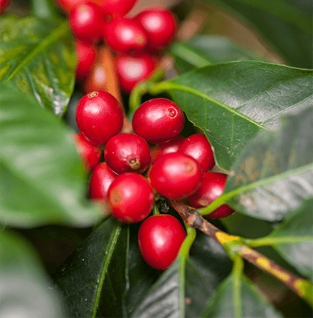 Coffee Discovery Arabica vs Robusta Coffee Beans