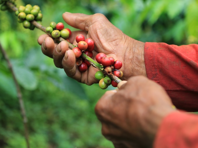 coffee trees with beans