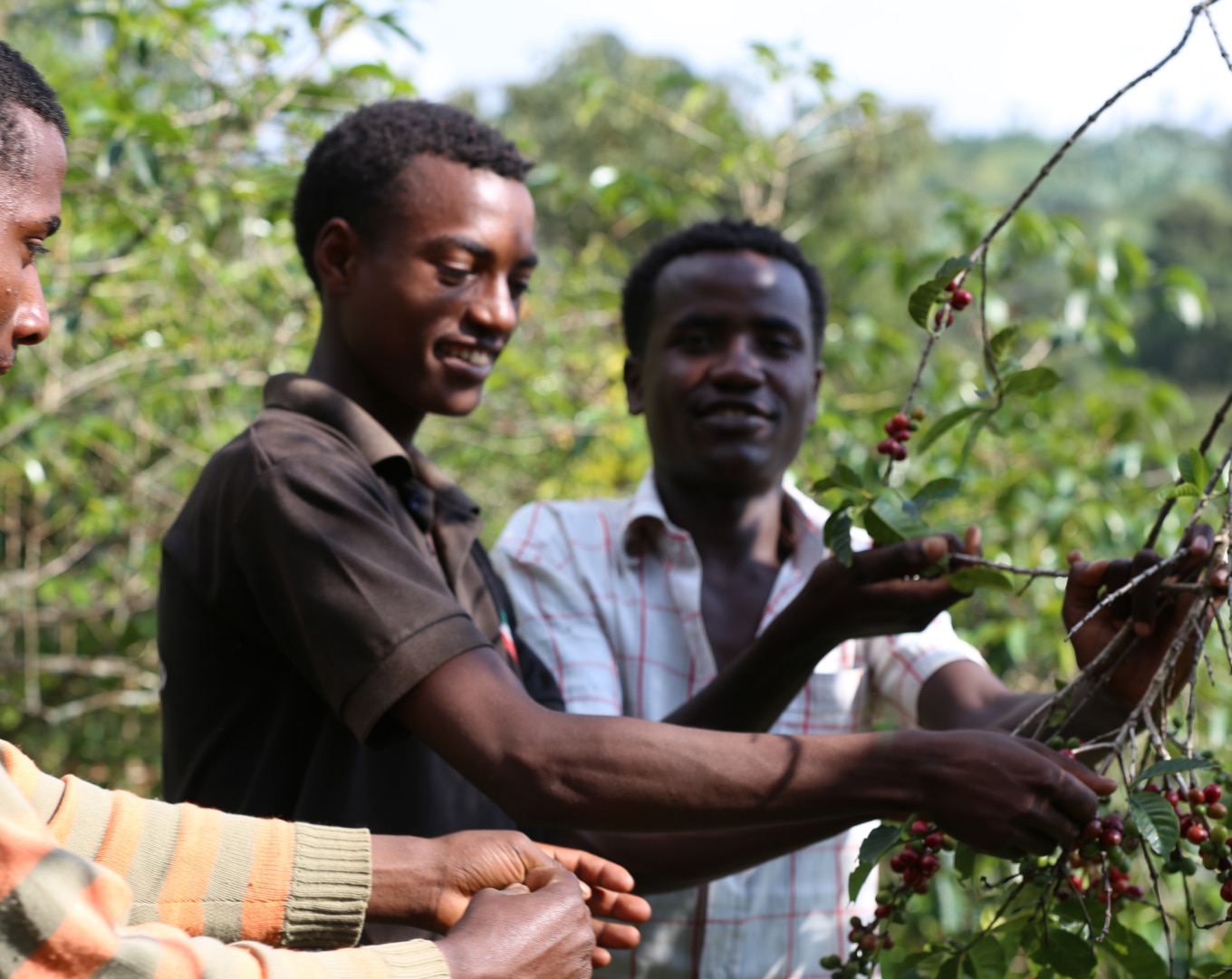 Agricultores de café Nespresso