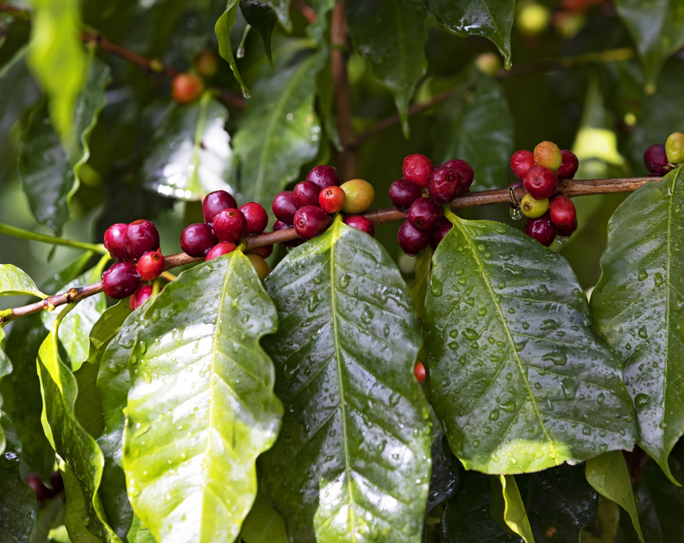 Proceso del café