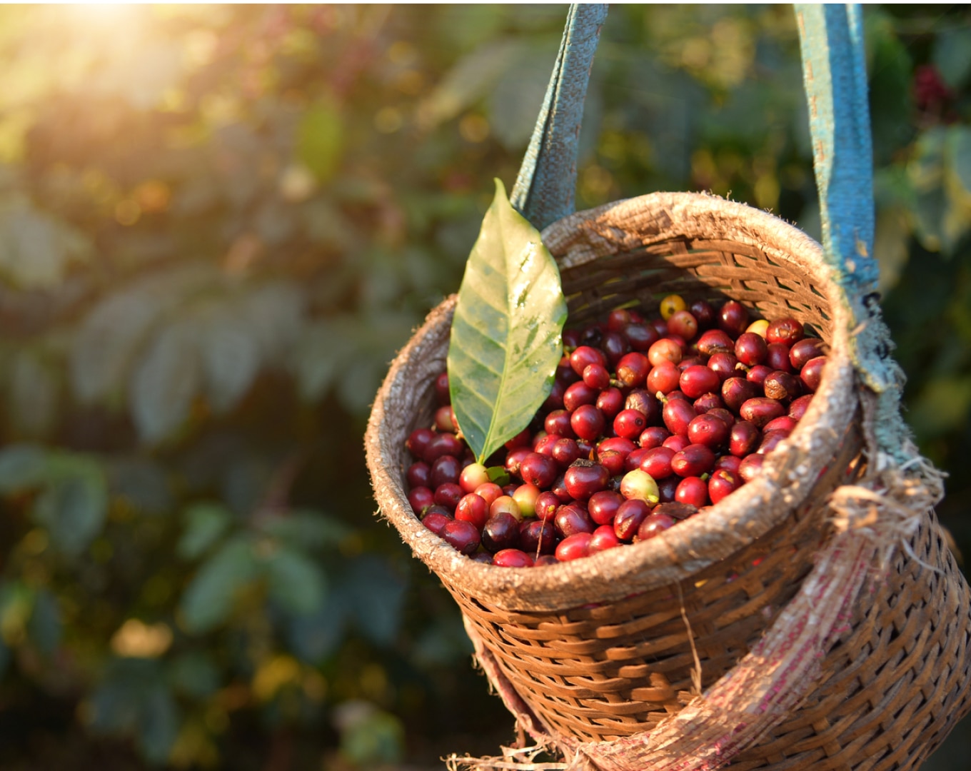Cerezas de café