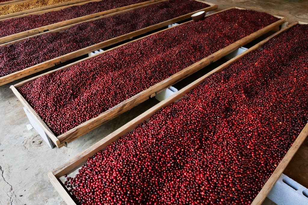 Natural Processคือ การนำผลเชอร์รี่ไปตากแดดทั้งลูก