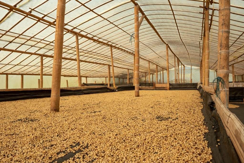 Honey Process คือ วิธีแบบกึ่งแห้งกึ่งเปียก