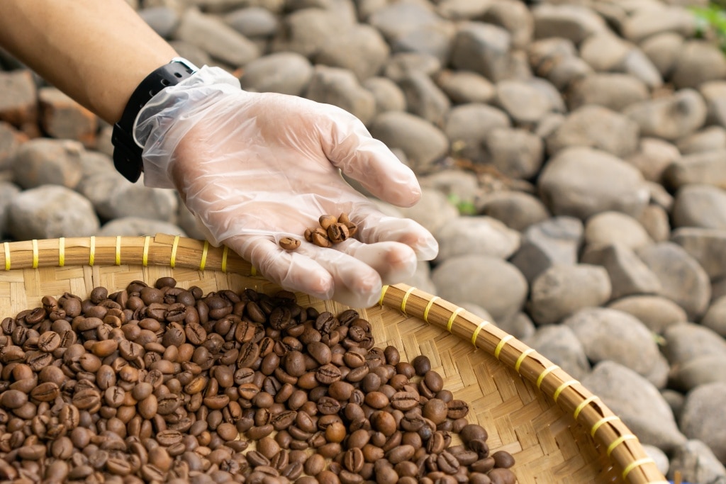 Blend Coffee เริ่มจากเลือกเมล็ดกาแฟแต่ละชนิดที่มีคุณภาพดี