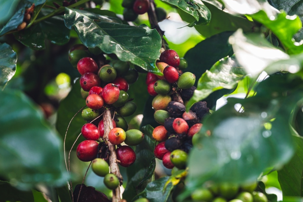 Single Origin Coffee คืออะไร แตกต่างจากกาแฟทั่ว ๆ ไปอย่างไร