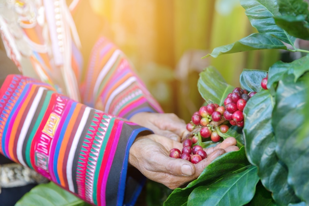 Single Origin มีความสำคัญต่อกาแฟไทย เพราะเมล็ดกาแฟช่วยเล่าวัฒนธรรมไทยผ่านรสชาติได้