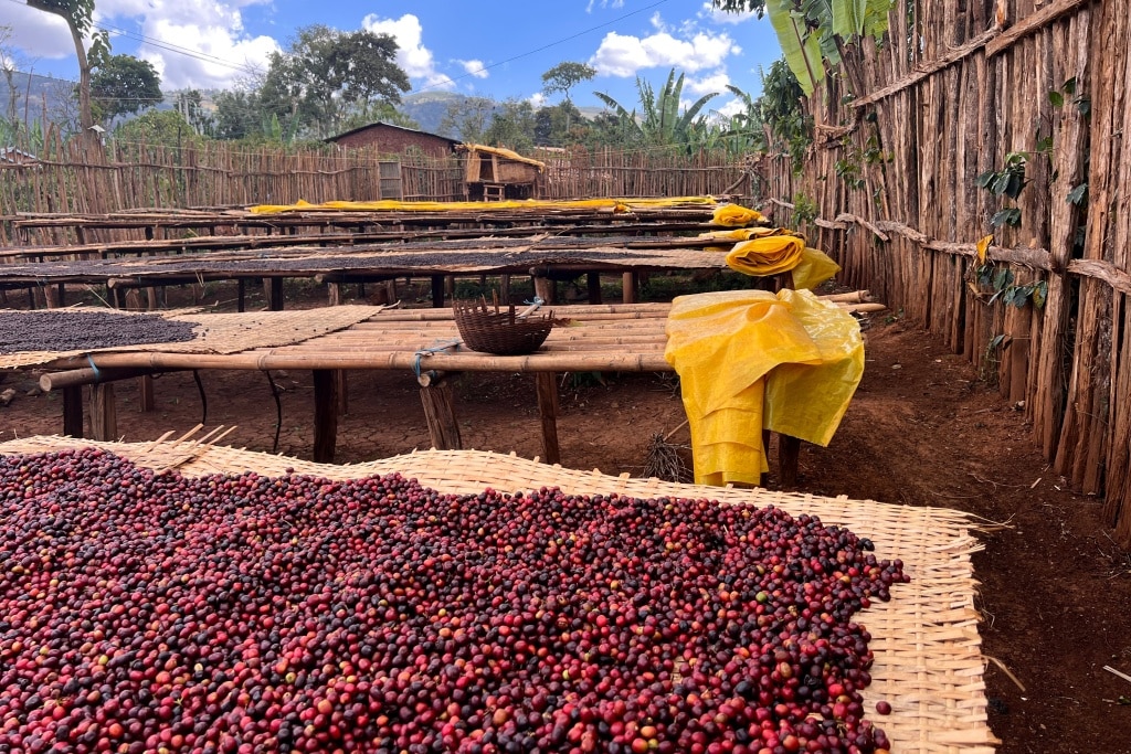 กาแฟเอธิโอเปีย มี Process การแปรรูปแบบเปียกและแบบแห้ง