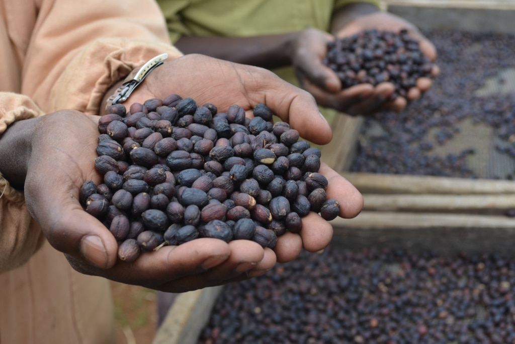 กาแฟเอธิโอเปีย รสชาติแตกต่างจากที่อื่น ๆเพราะปลูกบนที่ราบสูง