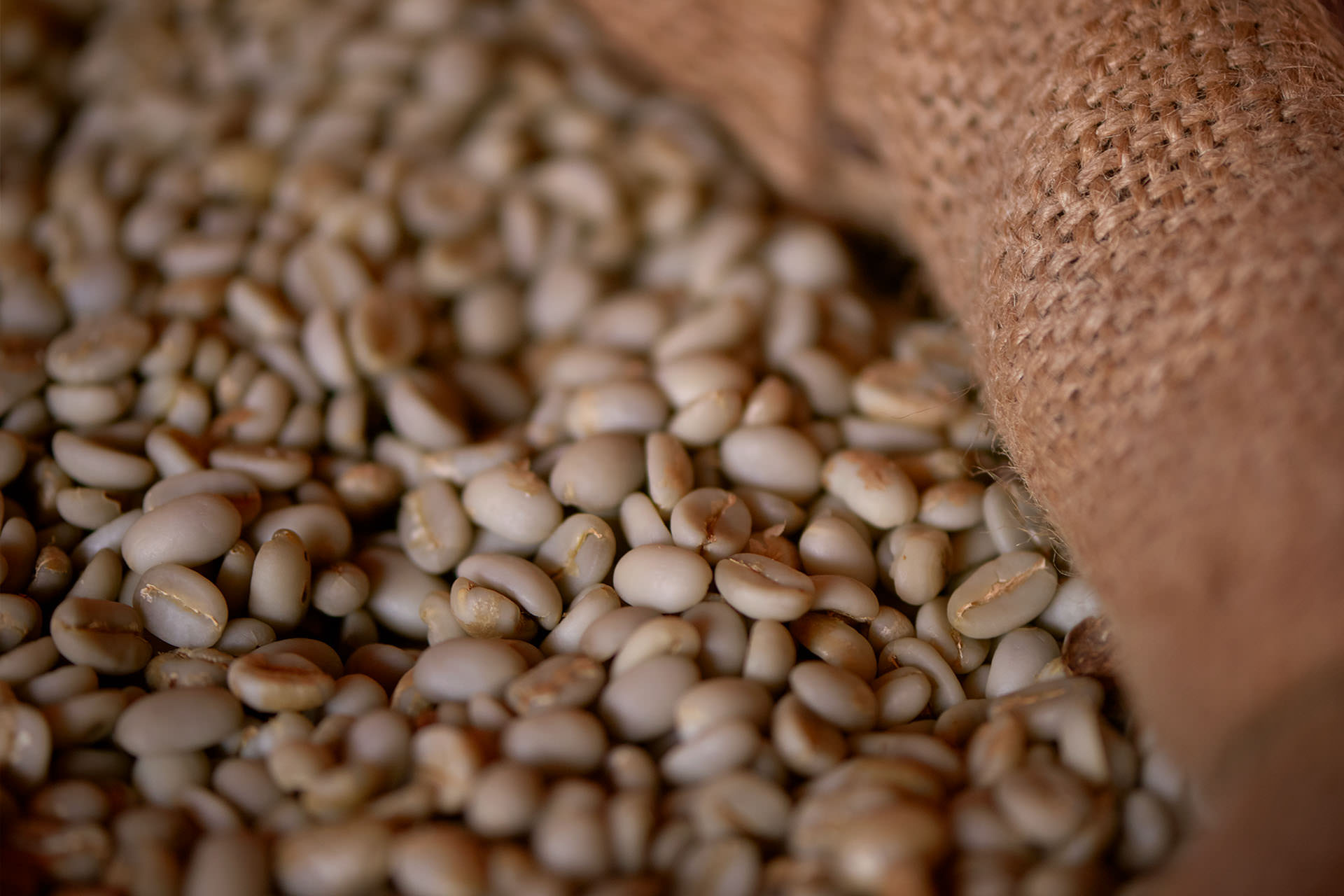 Wet Hulled Beans Close Up Wet Hulled Beans Close Up
