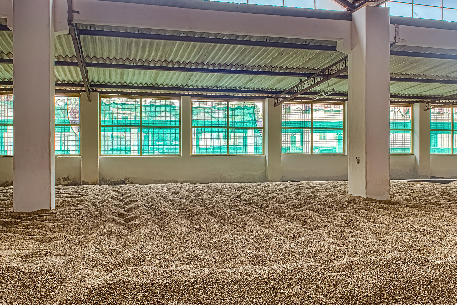 צילום של פולי קפה שעברו 'מונסונינג'.&nbsp;