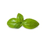 Basil leaves