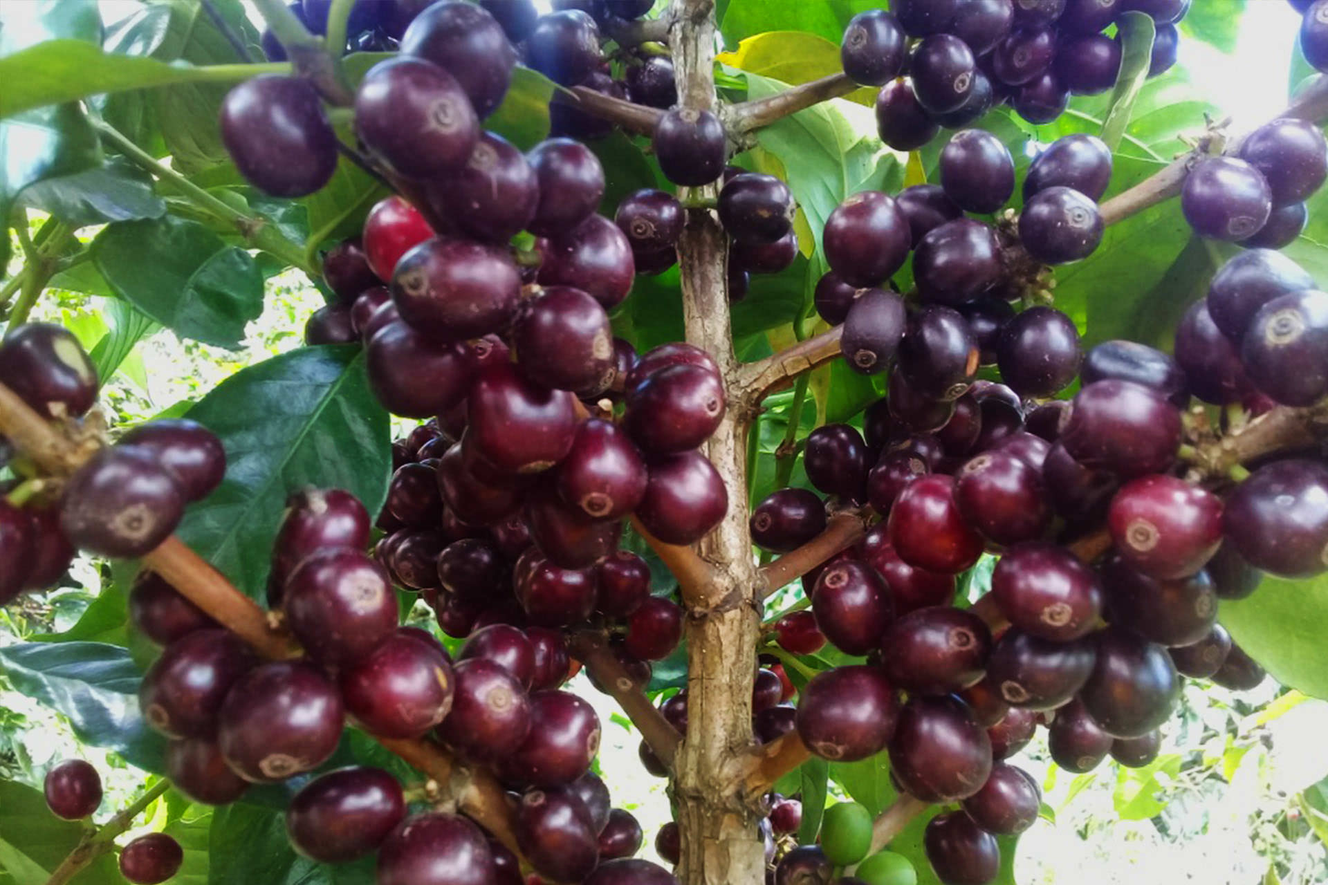 Colombian coffee tree with soil