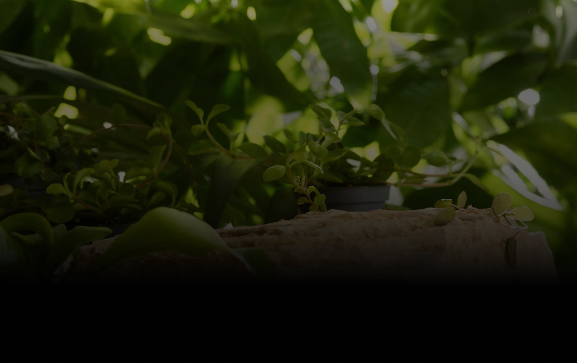 Cafecito de Puerto Rico | Sustainable 