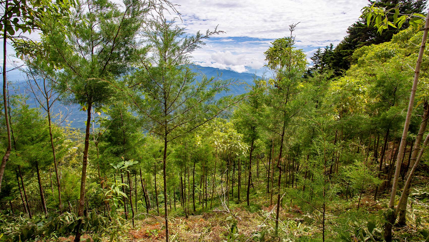 Bild eines Hügels mit Bäumen