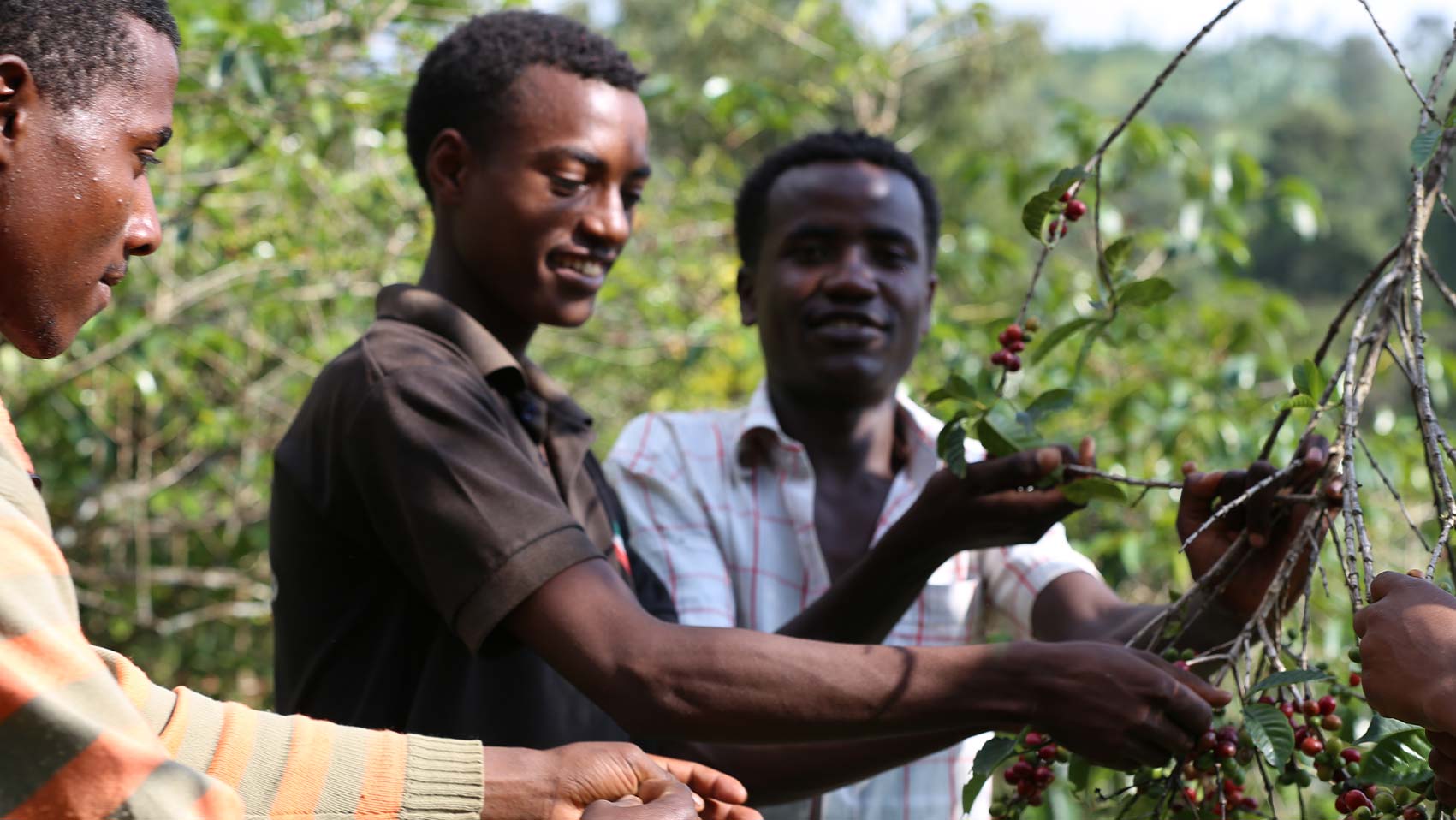 Drei Männer ernten Kaffee
