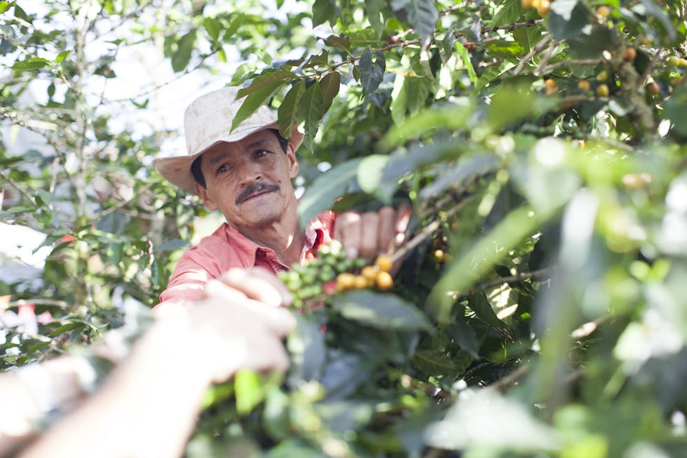 Colombian coffee farmer picking coffee cherries
