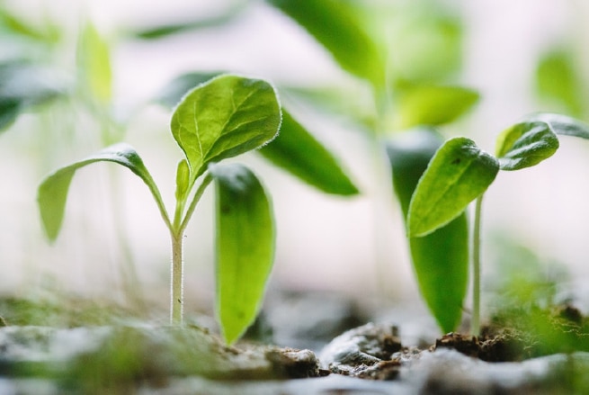 Coffee tree seedlings