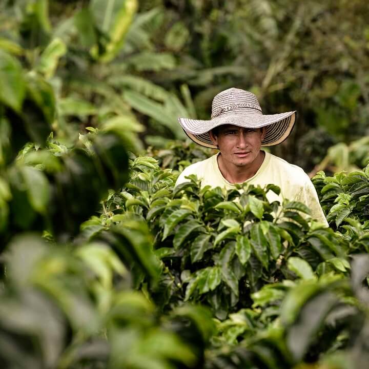 Un agriculteur dans un champ de café