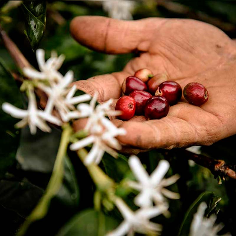 Mano agricultor con cerezas de café