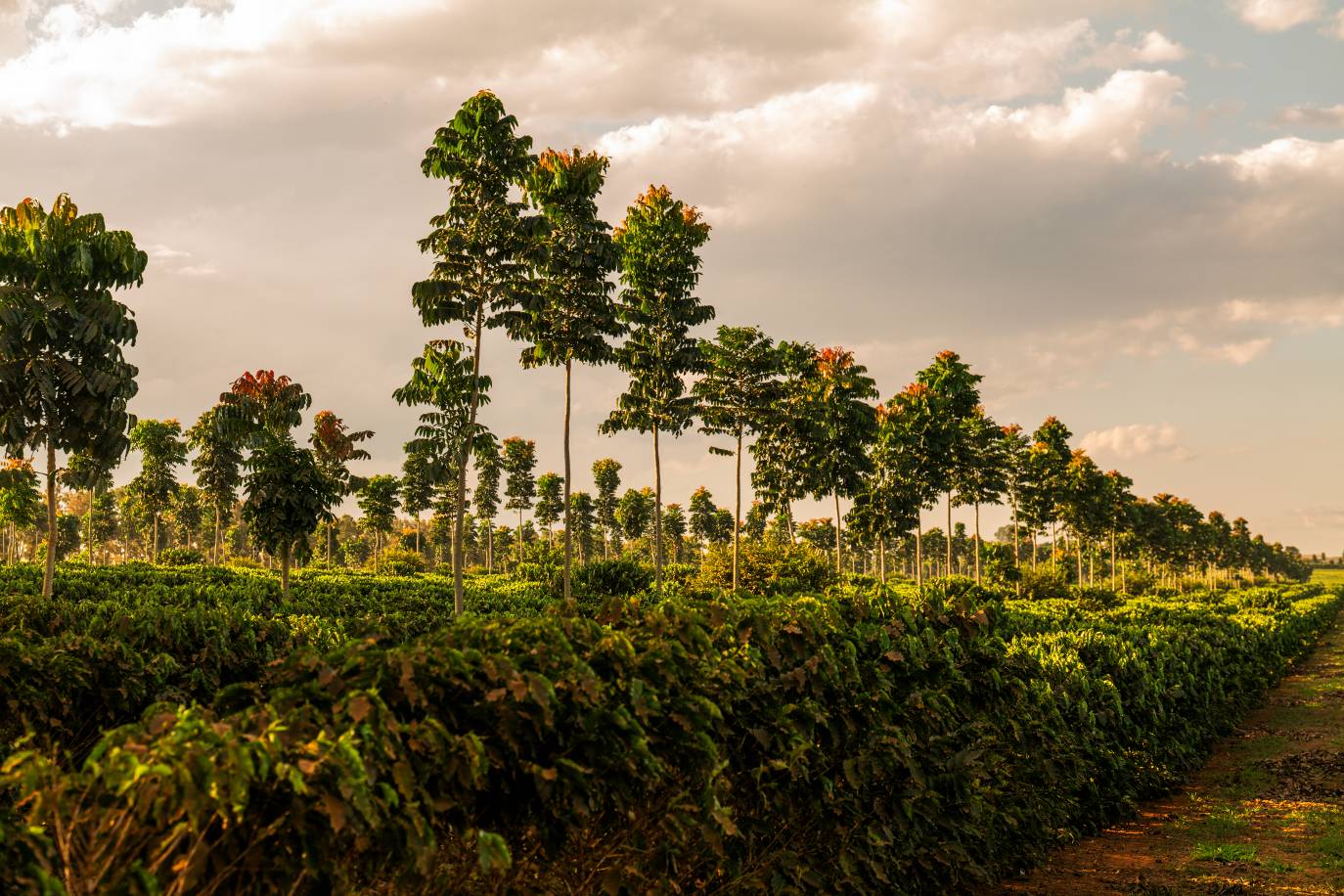 image terres agricoles