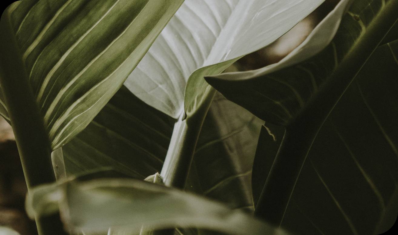 Feuilles de caféier