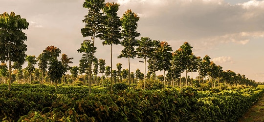 Réduire l'impact environnemental